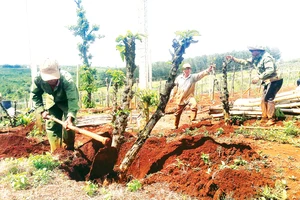 Một hộ dân tại Gia Lai phá cà phê để trồng lại cây khác. Ảnh: HỮU PHÚC