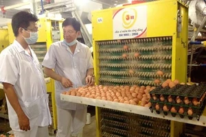 Hướng đến xuất khẩu trứng gia cầm