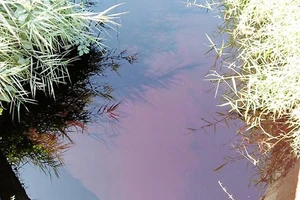 Nước thải từ khu tiểu thủ công nghiệp Lê Minh Xuân không qua xử lý, đổ thẳng vào môi trường, gây ô nhiễm nguồn nước