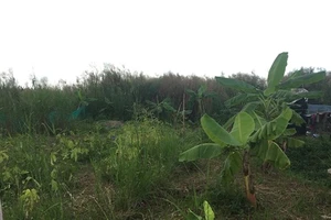 Một khu đất của người dân nằm trong dự án KCN Phong Phú chưa được nhận tiền đền bù, đang là bãi cỏ hoang