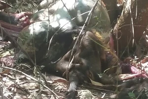 Phát hiện một con bò tót chết trong khu bảo tồn tại Đồng Nai
