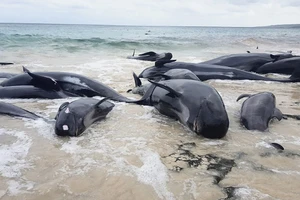 140 cá voi chết trên bãi biển