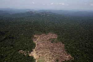 Báo động tình trạng phá rừng Amazon tại Brazil