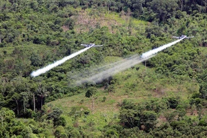 Colombia đẩy mạnh xóa sổ cây coca