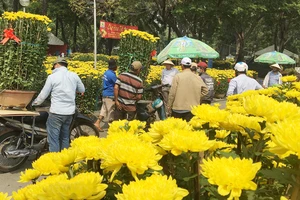 Khách chọn mua hoa chiều 28-1 tại công viên Gia Định