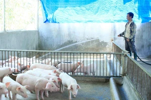 Các trang trại chăn nuôi tại Quảng Ngãi tăng cường vệ sinh chuồng trại, khử trùng phòng dịch. Ảnh: NGUYỄN TRANG