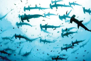 Ecuador phát hiện vùng sinh sản của cá nhám búa