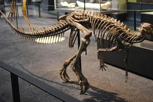 Phát hiện hóa thạch khủng long chân chim mới