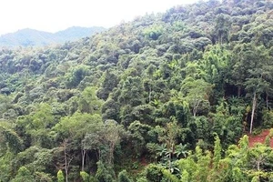 Đẩy mạnh ứng dụng công nghệ viễn thám để bảo vệ rừng