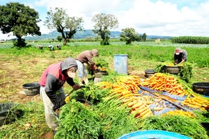 Thất thoát lương thực thường xảy ra khi thu hoạch do thiếu nhân công