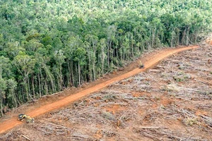 50 triệu ha rừng bị tàn phá trong vòng 10 năm qua. Ảnh: Greenpeace