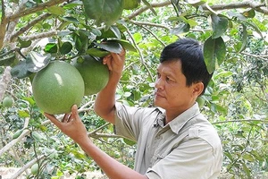 Nông dân trồng bưởi da xanh tại tỉnh Bến Tre 