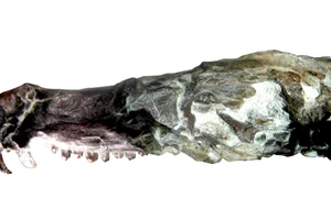 Phát hiện hóa thạch giống con sóc trong phim Kỷ băng hà