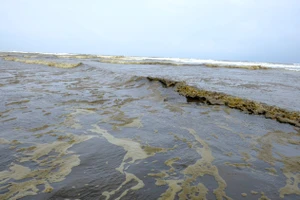 Nước biển Quảng Ngãi đổi màu là do tảo Silic