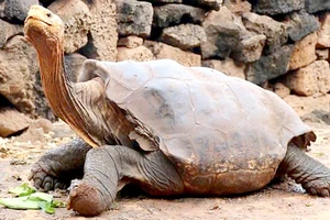 Đưa rùa khổng lồ trở về Galapagos