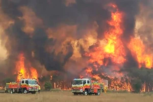 Cháy rừng ở Australia được xem là thảm họa thiên nhiên lớn nhất trong năm 2019