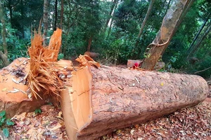 Tạm giữ 5 đối tượng phá rừng
