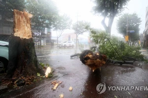 Gió lớn quật đổ cây cối trên đảo Jeju, Hàn Quốc. Ảnh: Yonhap
