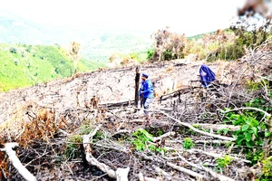 Từ tháng 7 đến tháng 8-2020, nhiều người ở xã Phú Mỡ đã chặt hạ, phát trắng cây rừng, lấn chiếm đất lâm nghiệp trái phép ở 6 tiểu khu thuộc sơn phận của xã Phú Mỡ