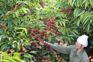 Cà phê pha phin được sản xuất hoàn toàn từ cà phê Robusta chất lượng cao đạt tiêu chuẩn cà phê quốc tế 4C