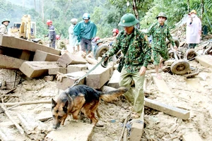 Bộ đội Biên phòng sử dụng chó nghiệp vụ tìm kiếm nạn nhân ở hiện trường sạt lở thôn 1, xã Trà Leng, huyện Nam Trà My, tỉnh Quảng Nam Ảnh: NGUYỄN CƯỜNG