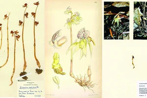 Tài liệu về loài hoa phong lan ma hiếm có ở Anh