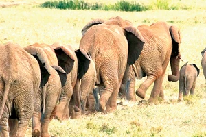 Angola nhận hồi hương hàng chục ngàn con voi