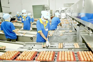 Dây chuyền đóng gói trứng thành phẩm tại Công ty cổ phần Ba Huân. Ảnh: CAO THĂNG
