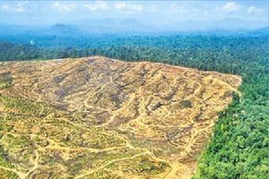 Diện tích rừng rộng lớn bị tàn phá trên đảo Borneo