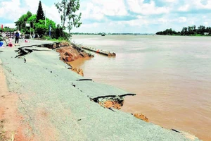 Sạt lở bờ sông ở An Giang ngày càng lan rộng. Ảnh: HUỲNH LỢI