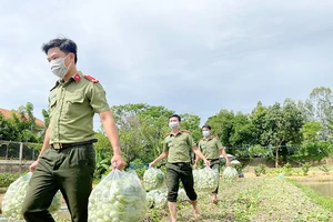 Lực lượng Công an tỉnh An Giang thu mua rau hỗ trợ nông dân huyện Chợ Mới (An Giang). Ảnh: TIẾN TẦM 