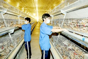 Cơ sở nuôi gà lấy trứng tại tỉnh Bình Dương. Ảnh: CAO THĂNG