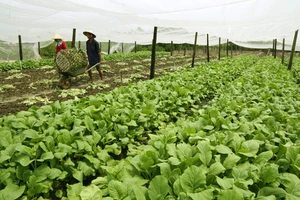 Trồng và thu hoạch rau sạch ở huyện Cần Đước, Long An
