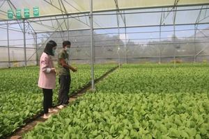 Bà Rịa - Vũng Tàu: Phát triển nông nghiệp công nghệ cao theo hướng bền vững