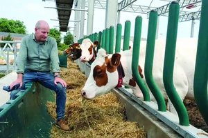 Nông dân Hà Lan trước viễn cảnh phải thu hẹp đàn gia súc 