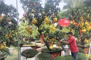 Vườn kiểng Minh Tân đang chăm sóc cây bưởi Diễn
