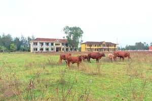 Trường THCS Thịnh Lộc trở thành nơi chăn thả bò