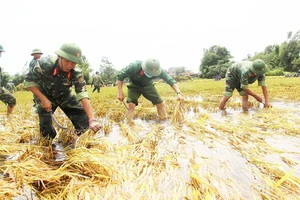Bộ đội giúp dân cứu lúa tại cánh đồng thôn Háo Lễ