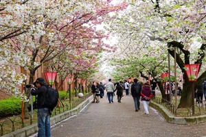 Con đường hoa anh đào ở Osaka