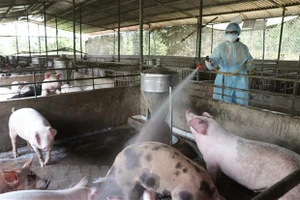 Quảng Ngãi: Dịch bệnh gia súc, gia cầm bùng phát mạnh