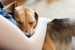 Bệnh viêm gan cấp tính hiếm gặp, có liên quan nuôi chó? 