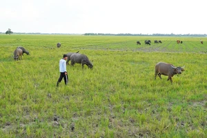 Nông dân vùng biên giới Vĩnh Hưng thuê đồng cỏ của người dân Campuchia để nuôi trâu