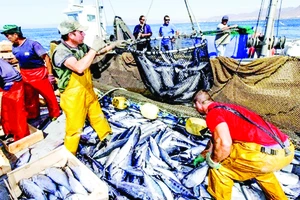 MC12 hy vọng sẽ đạt được các thỏa thuận về vấn đề giảm trợ cấp cho hoạt động đánh bắt cá tận diệt. Ảnh: Hinrich Foundation