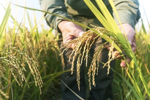Giống gene mới phát hiện giúp tăng năng suất lúa