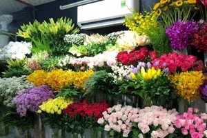 Lâm Đồng: Tăng cường nhập khẩu giống hoa có bản quyền