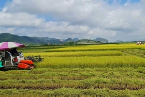 Cánh đồng chưa “bay” - Bài 5: Nông nghiệp là lợi thế quốc gia, trụ đỡ của nền kinh tế