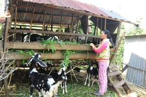 Người dân huyện Bù Đốp, Bình Phước cải thiện thu nhập nhờ nuôi dê