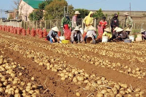 Mô hình sản xuất khoai tây bền vững, tăng năng suất, giảm nhập khẩu 