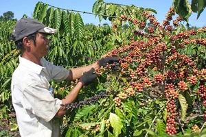 Đồng Nai: Tái canh 1.600ha cà phê già cỗi