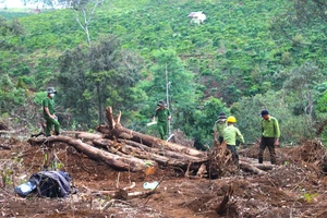 Lâm Đồng: Tháng 1-2023 xảy ra 18 vụ phá rừng 